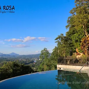 Rosa , Kandy Sri Lanka